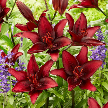 chocolate lily flower essence Hot Chocolate Lily Bulbs Mix, Lilium