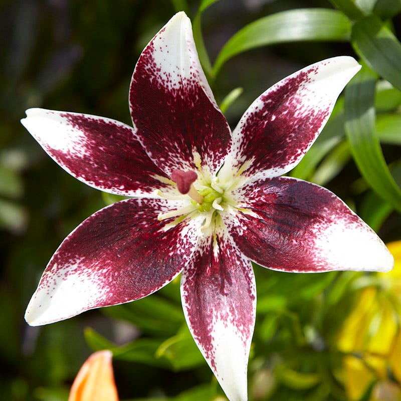 asiatic lily mascara Hot Chocolate Lily Bulbs Mix, Lilium