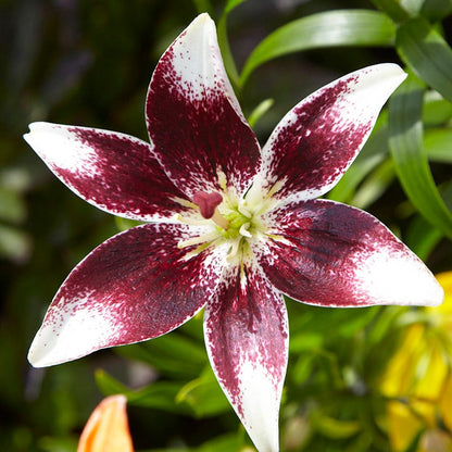 Hot Chocolate Asiatic Lily Bulbs Mix