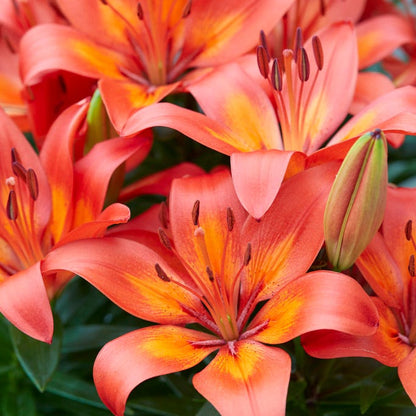 asiatic lily rebloom Matrix Dwarf Asiatic Lily Bulbs, Lilium