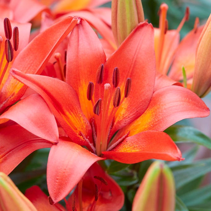 asiatic lily texas Matrix Dwarf Asiatic Lily Bulbs, Lilium