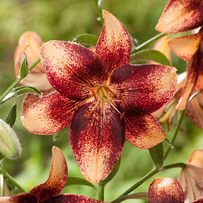 mascara asiatic lily Hot Chocolate Lily Bulbs Mix, Lilium