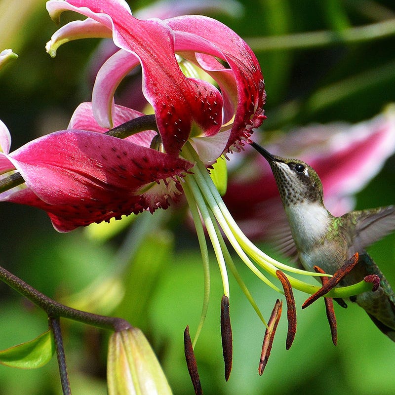 Black Beauty Lily Bulbs