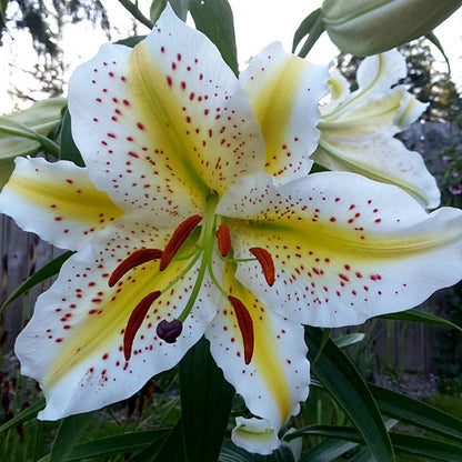 Wild Golden Rayed Lily of Japan Bulbs