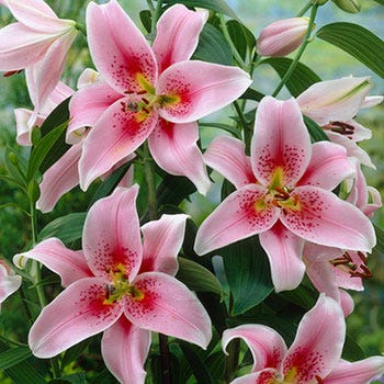 mona lisa lavender plant Mona Lisa Oriental Lily | Pink