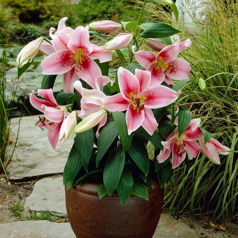 oriental lily flower cost Mona Lisa Oriental Lily | Pink