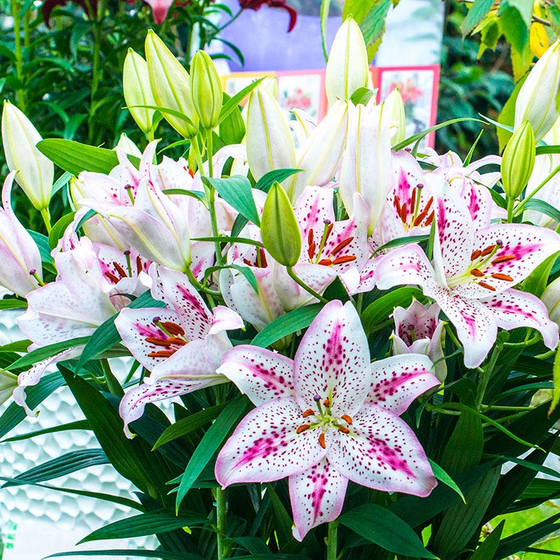 white oriental lily bulbs Solution Oriental Lily Bulbs, Lilium