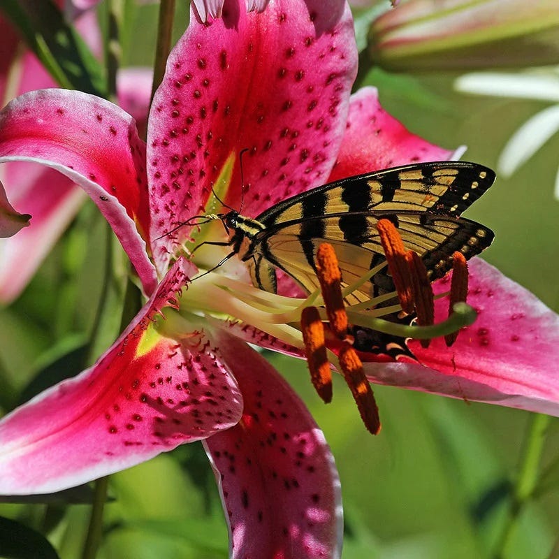 Colorful Cutting Garden Plant Collection