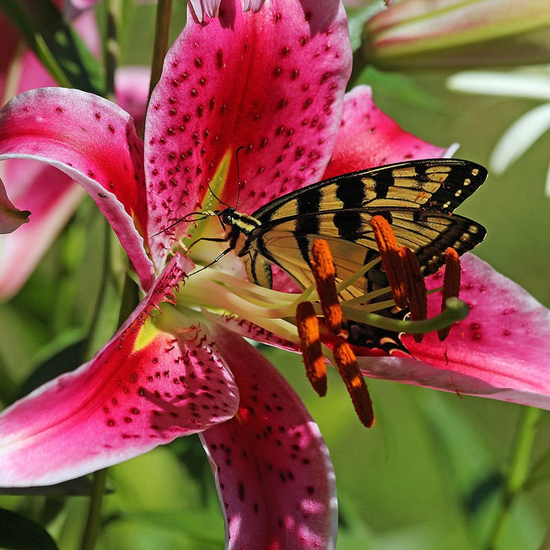 Stargazer Oriental Lily Bulbs, Lilium