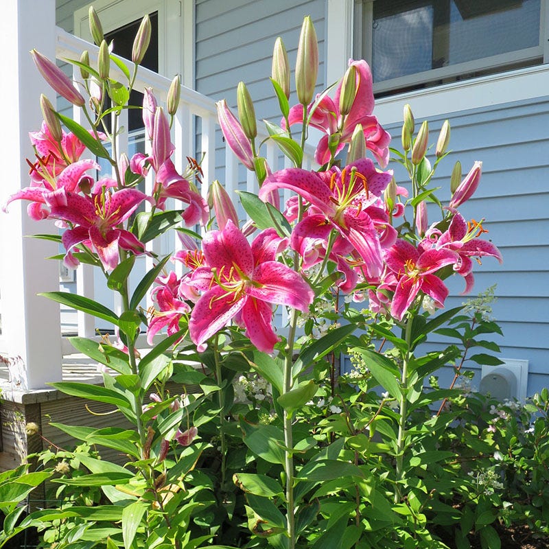 Stargazer Oriental Lily Bulbs
