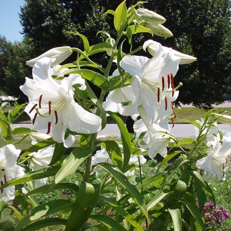 casa lily flower Casa Blanca Oriental Lily Bulbs, Lilium