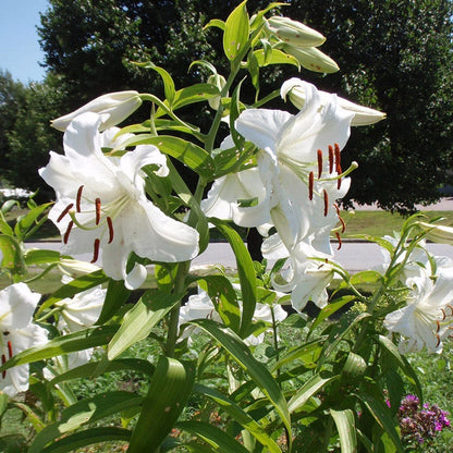 Casa Blanca Oriental Lily