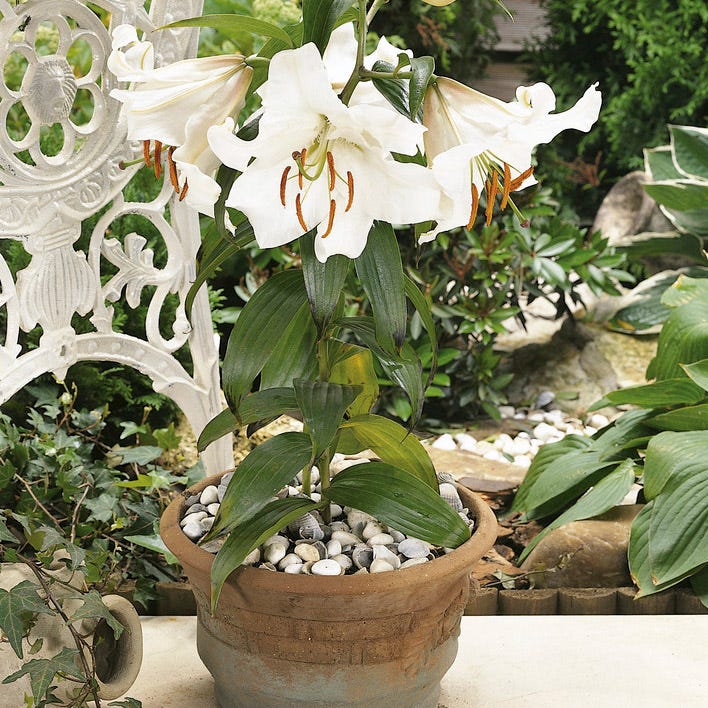 white lily flower bulbs Casa Blanca Oriental Lily Bulbs, Lilium