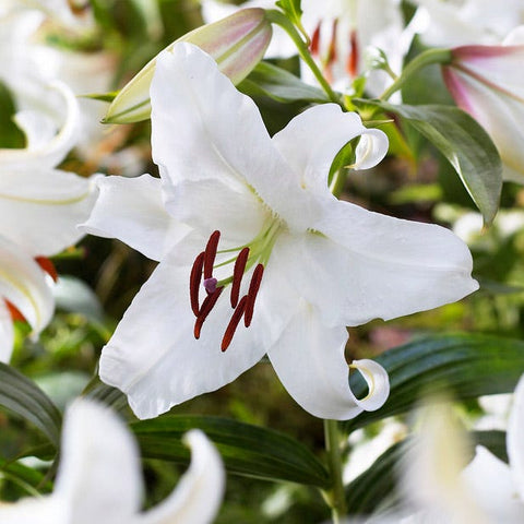 Casa Blanca Oriental Lily Bulbs, Lilium