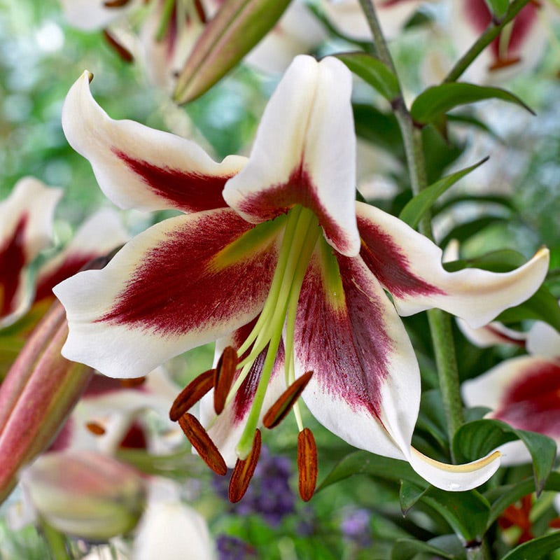 Beverley's Dream Orienpet Lily - Thumbnail 2
