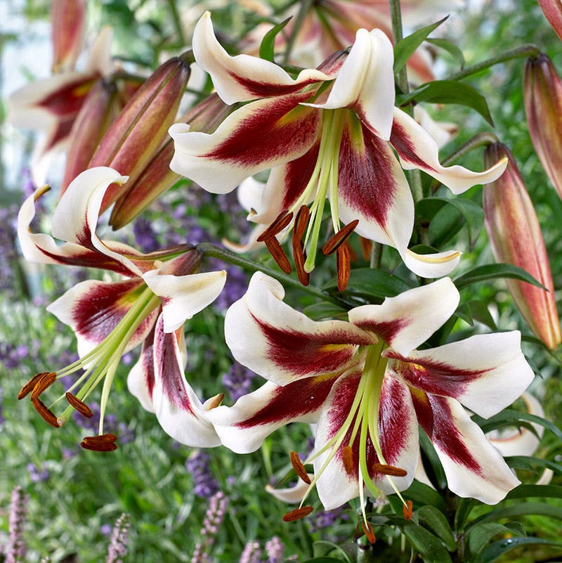 Beverley's Dream Orienpet Lily