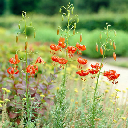 Turk's Cap Lily