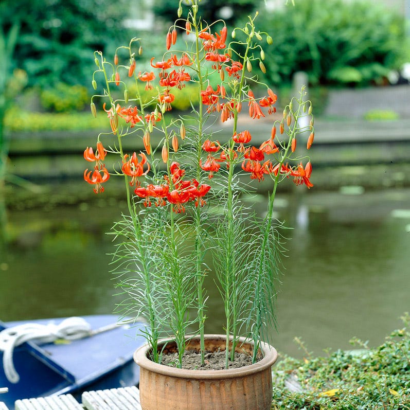 Turk's Cap Lily Bulbs