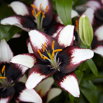 purple eye asiatic lily Black Eye Asiatic Lily Bulbs, Lilium