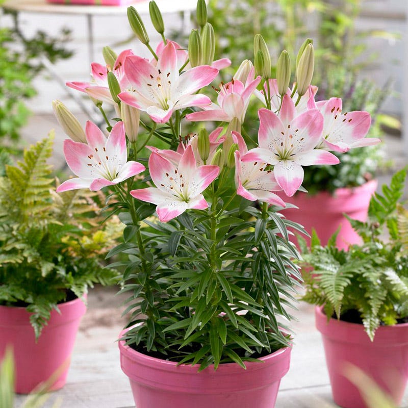 potted asiatic lily Sugar Love Lily | Lilium asiaticum