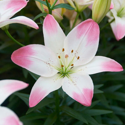 lilies cecilia flower Sugar Love Lily | Lilium asiaticum