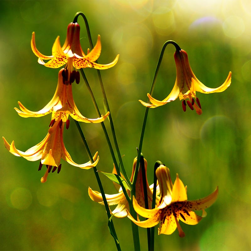 American Meadows Canada Lily