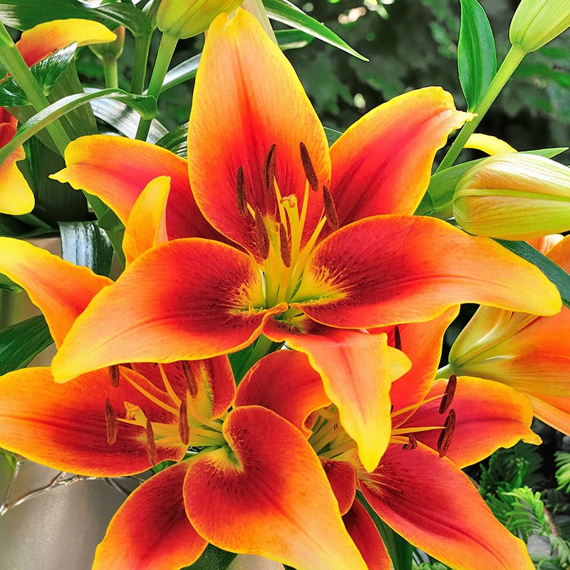 Rustic Bouquet Collection (Mid-Summer Flowers)