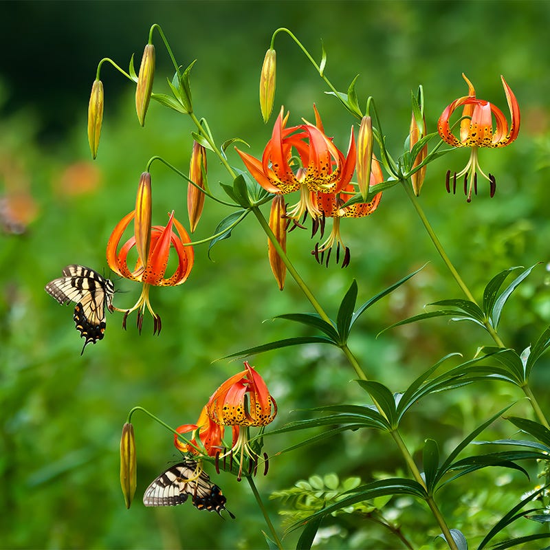 wild flower lily Native Turk's Cap Lily, Lilium superbum