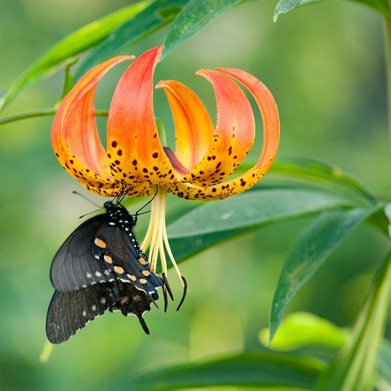Native Turk's Cap Lily