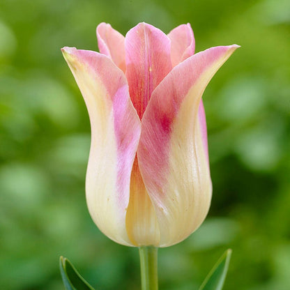Passion Tulip Flower Bulb Collection