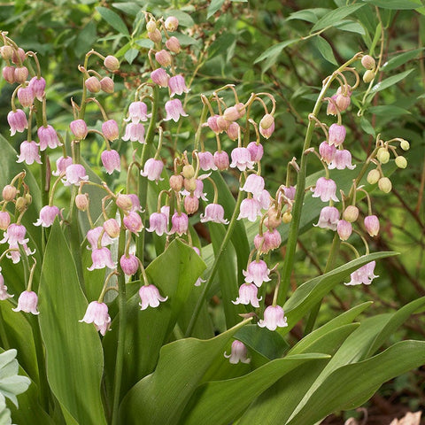 Rosea Lily of the Valley, Convallaria