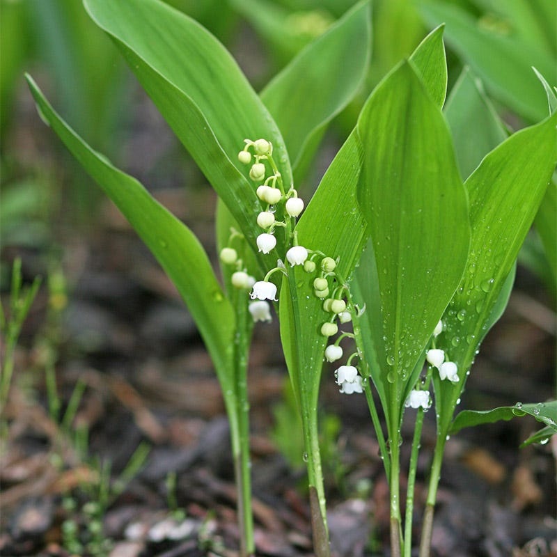 photo of lily of the valley flower Lily of the Valley