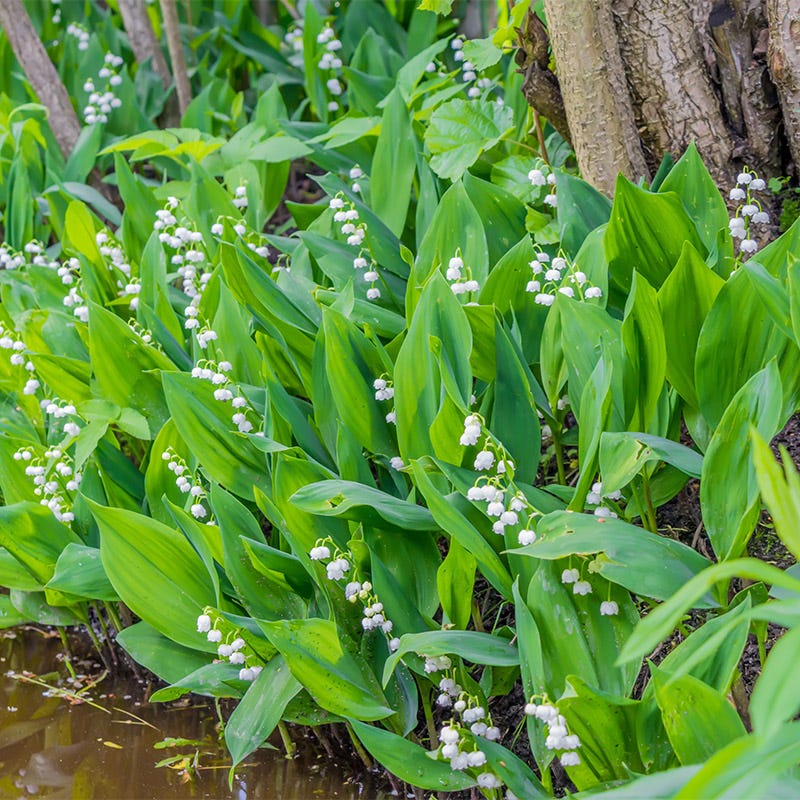 Lily of the Valley, Convallaria majalis | American Meadows
