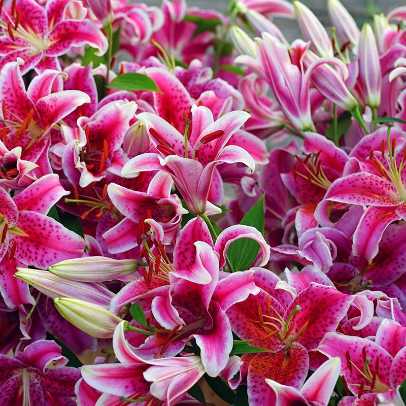 Stargazer Oriental Lily