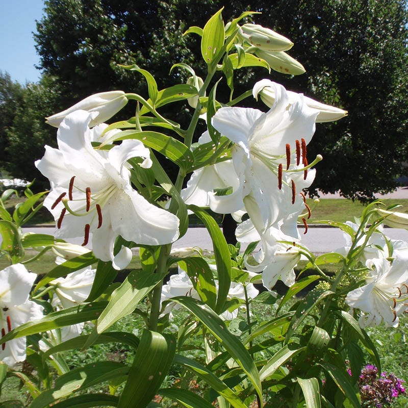white casa blanca lily Casa Blanca Oriental Lily