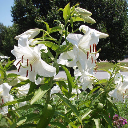 Casa Blanca Oriental Lily