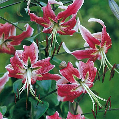 Black Beauty Lily Bulbs