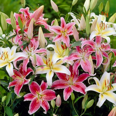 lily asiatic blend Oriental Lily Mix