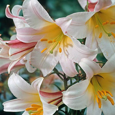 Regale Trumpet Lily Bulbs