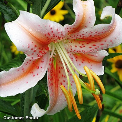 Salmon Star Oriental Lily Bulbs, Lilium