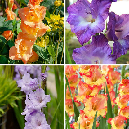 Limited Edition Great Gladiolus Collection