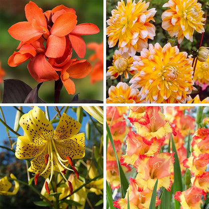 Limited Edition Hummingbird Lovers Bulb Collection