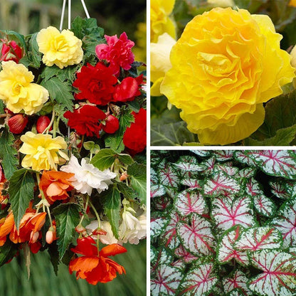 Limited Edition Spring Is Here Bulb Collection