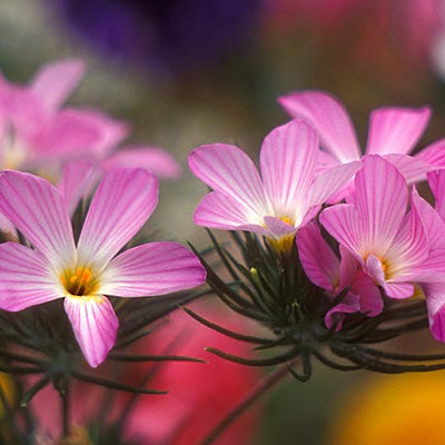 Mountain Phlox Seeds