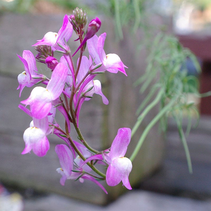 Quick Blooming Wildflower Seed Collection
