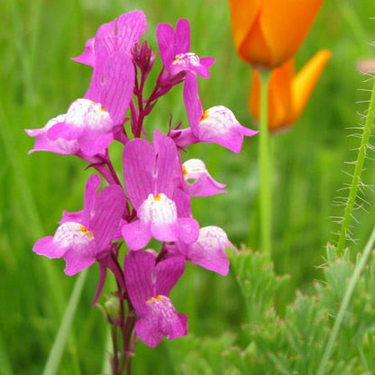 Texas Bluebonnet & Baby Snapdragon Seed Combo
