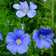 Linum usitatissimum