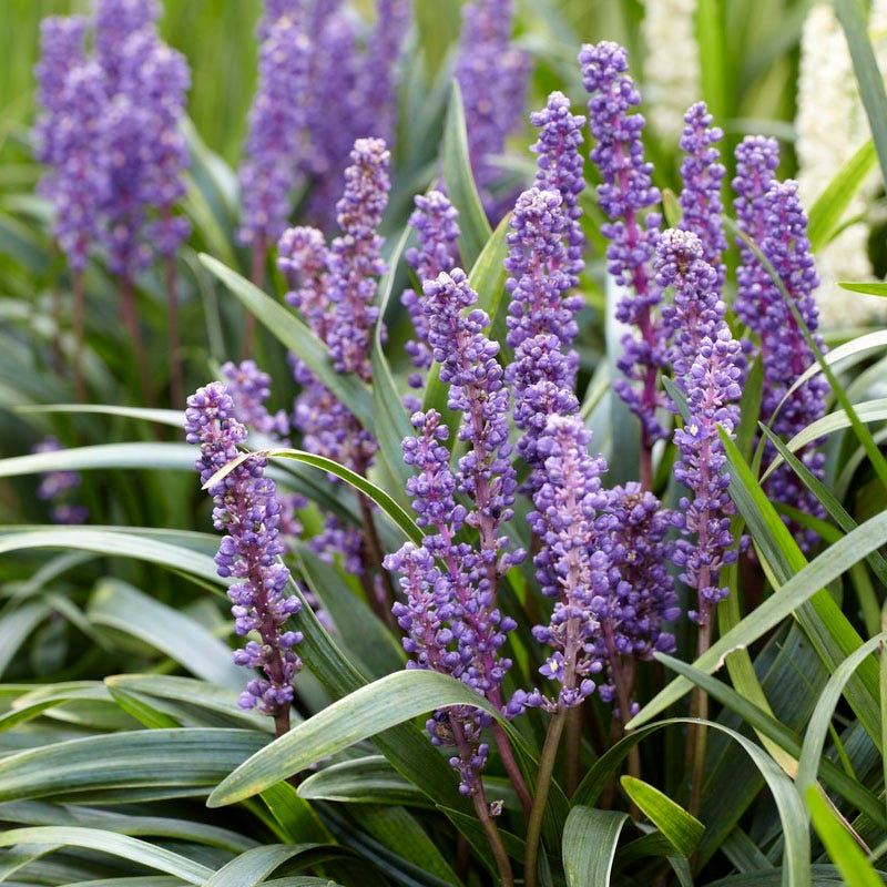 Carefree Ornamental Grass Pre-Planned Garden