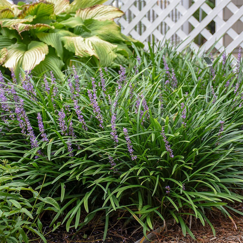 Big Blue Liriope Grass | Purple | Plant