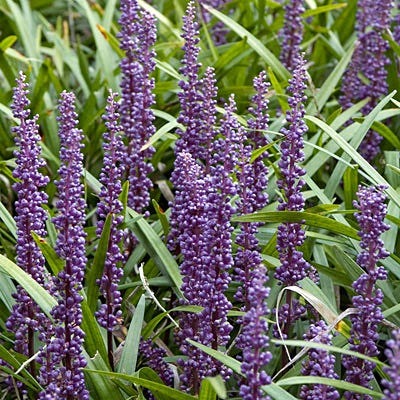 Royal Purple Liriope Grass